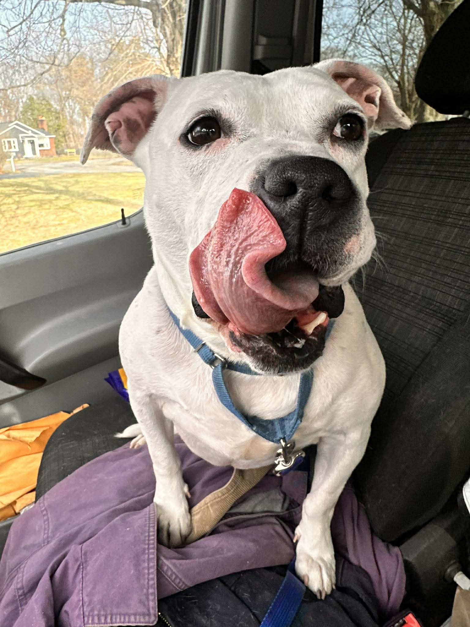 Freckles: Adopt or Forever Foster